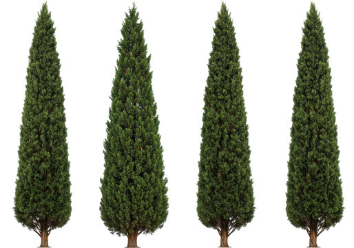 Isolated Italian cypress trees with evergreen foliage, cone-shaped Italian cypress for design