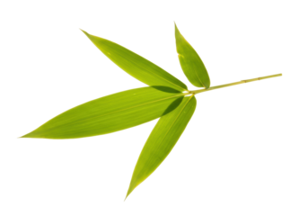 Isolated detail of fresh green bamboo branch with leaves, vibrant organic natural botany