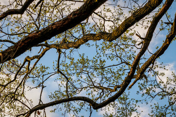 Oak tree during spring in Mazowsze region of Poland