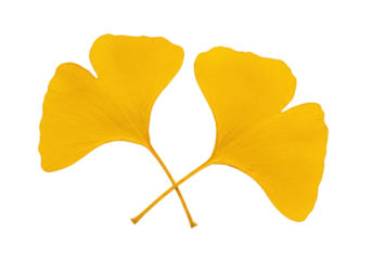 Isolated Ginkgo biloba, gold yellow leaves, autumn fall, nature, botanical, plants, foliage