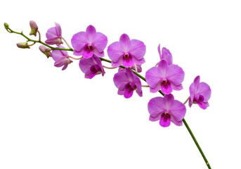 Isolated orchid branch featuring vibrant flowers and delicate petals, a botanical specimen
