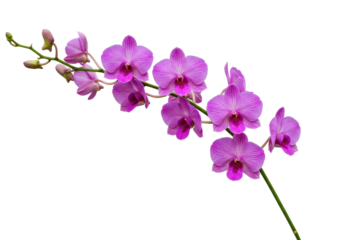 Isolated orchid branch featuring vibrant flowers and delicate petals, a botanical specimen
