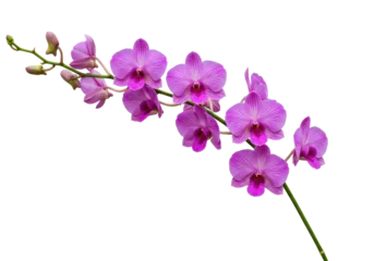 Fotobehang Orchidee Isolated orchid branch featuring vibrant flowers and delicate petals, a botanical specimen  © Dennis