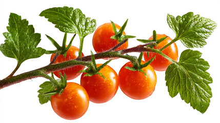 A close up of a branch with small orange tomatoes and green leaves against a white background space filler