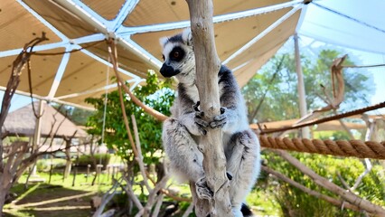 ring-tailed lemurs sitting on grass in a natural setting, displaying their distinctive striped tails and relaxed posture In Al Ain Zoo