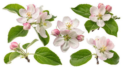 set of Apple blossom flowers and leaves in springtime isolated on transparent background