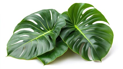 Three Monstera Deliciosa Leaves on White Background
