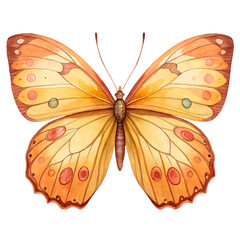 Fototapeta premium Beautiful orange butterfly with detailed wings on black background