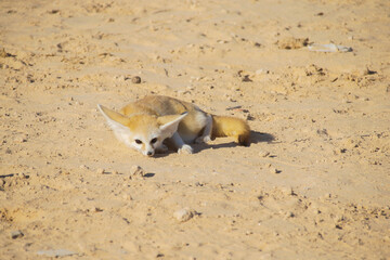 Fennec au repos sous le soleil