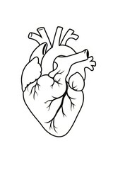 Fototapeta premium Classic monochrome illustration of a human heart showing detailed anatomical structure, ideal for educational, medical, and scientific purposes.