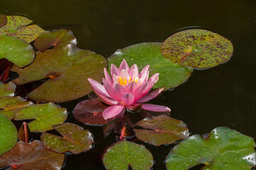 Vibrant pink water lily Perry's Orange Sunset with yellow center, surrounded by green leaves pads floating on dark water, creating serene and natural scene. Close up. Nature concept for design.