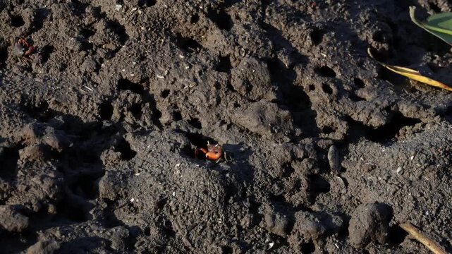 Footage of a Fiddler Crabs grazing relaxingly on the sunshine mangrove forest mudflats