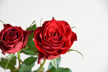 Naklejka premium 赤い薔薇