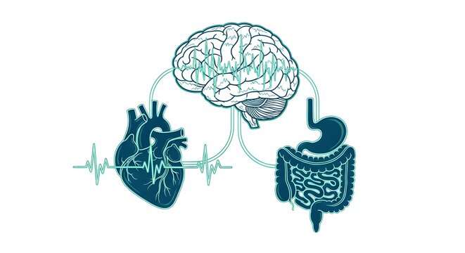 Mind-body connection illustration, Brain, Heart, and Gut Connection Illustration, Human Organ Syste