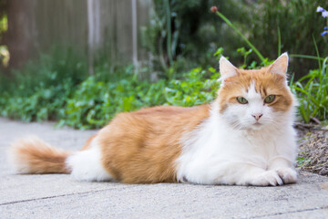 Fluffy Orange and White Cat Relaxing on a Concrete Path