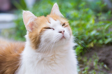 Contented Cat Squinting in the Summer Sunlight