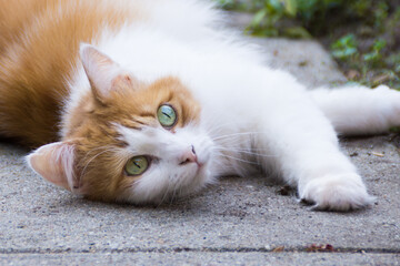 Relaxed Fluffy Cat Lying on a Concrete Patio in the Garden