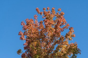 Tall tree Acer saccharum or sugar maple with fiery red and orange leaves stands out against clear blue sky, surrounded by greenery. Clouds Park. Krasnodar City Park or Galitsky Park in Krasnoda