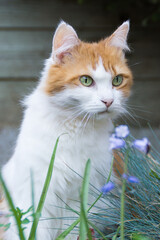 Fluffy Orange and White Cat Portrait in a Green Garden