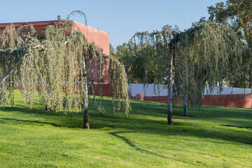 Unique landscape in Galitsky Park in Krasnodar: weeping Blue Atlas Cedar (Cedrus Atlantica Glauca trees) forming arches, creating dreamy, cloud-like tunnel, with buildings visible in background.