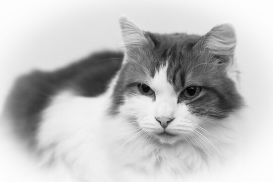 Black and White High-Key Portrait of a Fluffy Long-Haired Cat