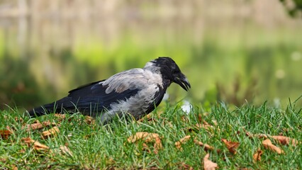 crow on the grass