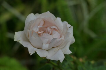 Beautiful white rose on a background of green grass in tropical garden, Shallow depth of field
