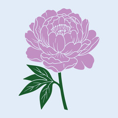 Hand Drawn Pink Peony Flower with Green Leaves Vector Illustration © Helal