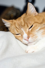 Close-up Portrait of a Sleeping Ginger Cat Resting on a Soft Blanket
