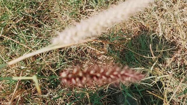 Macro view of buffel grass showing colorful brush like seed heads