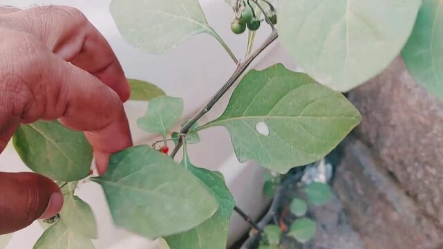 view of nightshade plant showing unripe and ripe berries