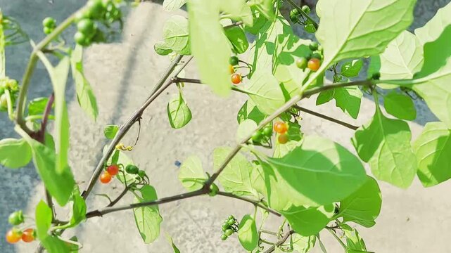 capture of nightshade plant displaying full fruiting cycle