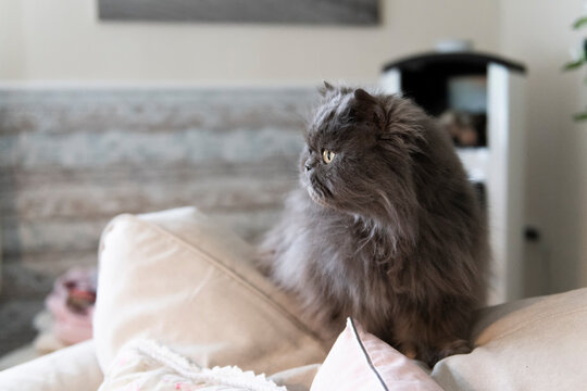 Perser Katze in ihrem Zhause