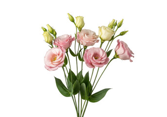 Fototapeta premium Delicate pink and cream eustoma lisianthus flowers isolated transparent background