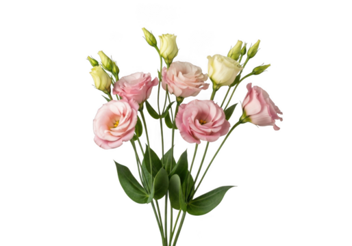 Delicate pink and cream eustoma lisianthus flowers isolated transparent background