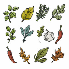  A clipart set of herbs and spices including basil, rosemary, thyme, dill, mint, chili pepper, bay leaf and garlic for food packaging and culinary designs