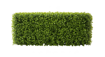 Realistic green hedge section isolated on black for outdoor landscaping and garden design elements transparent background