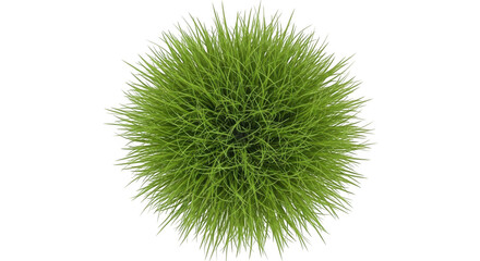 Obraz premium Abstract green plant sprout bursting with energy and growth transparent background