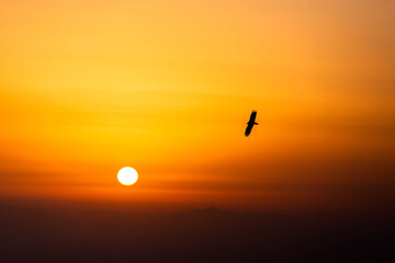 View of a lone bird soars in silhouette against the fiery canvas of the setting sun, casting warm hues across the tranquil desert landscape, Sharjah, United Arab Emirates.
