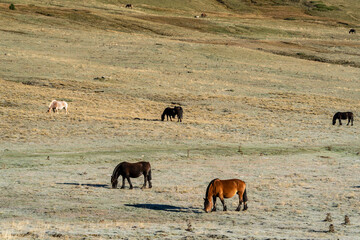 Horses grazing in the meadow of the Beret plain, Aran Valley. Lleida, Catalonia, Spain