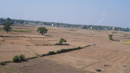Village Nature vineyard in tuscany