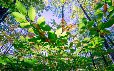 Sunlit Green Leaves in a Forest During Early Autumn