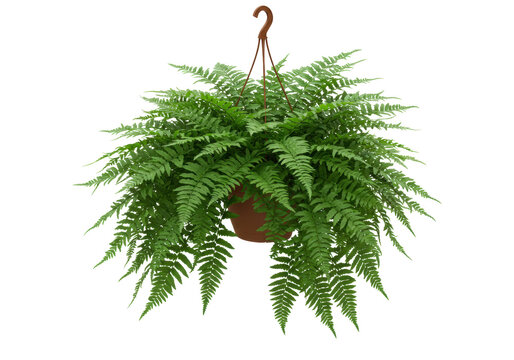 Isolated Boston fern in a hanging basket, indoor plant used in house decoration and gardening