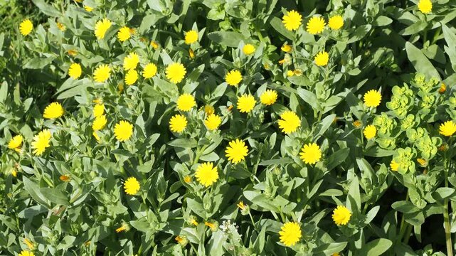 Dense carpet of yellow field marigold flowers, resembling small upright daisies, rises above anceolate, green, hairy, slightly aromatic foliage