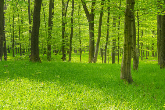 View of sunlight dappling through the verdant canopy, illuminating the lush green meadow and towering trees in the tranquil forest, Smolenice, Male Kapraty mountains, Trnava Region, Slovakia.