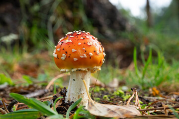 Close-up of a vibrant fly agaric or fly amanita mushroom (Amanita muscaria) in the forest ground