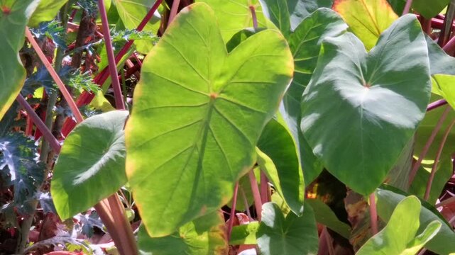 Hawaiian taro (kalo) leaves swaying gently. Vibrant green foliage and fluid movement create calming botanical visuals ideal for nature, culture, wellness, and environmental themes.