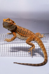 Detailed orange bearded lizard on curved wire mesh in studio lighting, showcasing textured scales,...