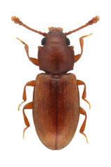Ahasverus advena, the foreign grain beetle, is a species of beetle in the family Silvanidae. Pest of grain products and other stored commodities. Isolated on a white background.