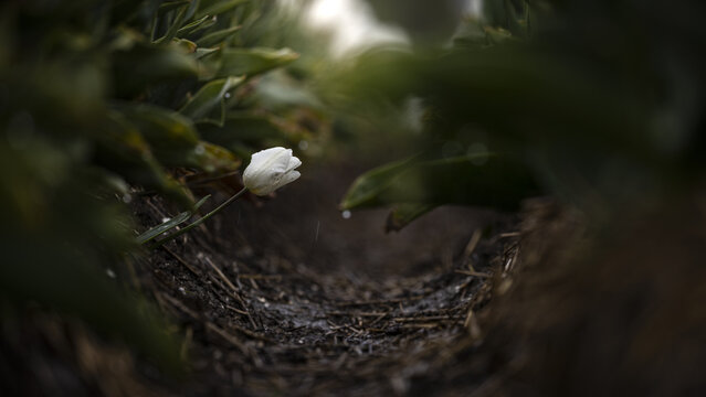 View of a solitary white tulip, bowed slightly, its delicate petals softly illuminated, a serene focal point amid the blurred greens, Schagen, North Holland, Netherlands.